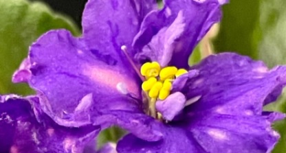 澳门花店: 紫羅蘭花舍 African Violet Florist