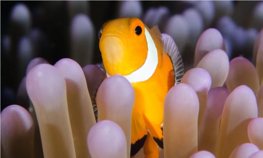 澳门宠物店: KK 水族城